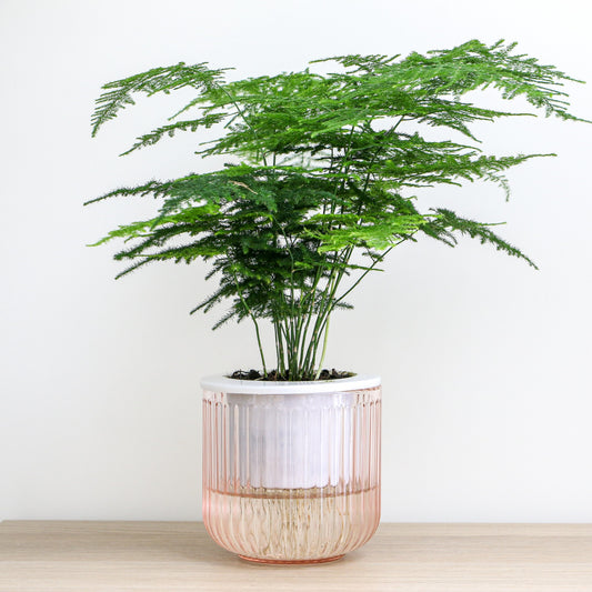 Spargelpflanze - Bakker