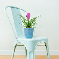 Verkauf Blaue Tillandsia - Tillandsia cyanea