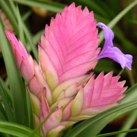 Zimmerpflanzen - Blaue Tillandsia - Tillandsia cyanea