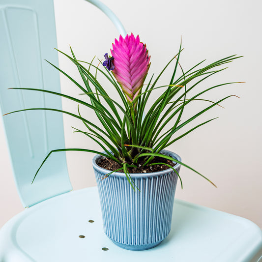 Blaue Tillandsia - Bakker