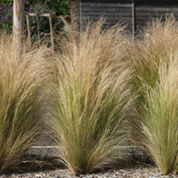 Staudenkollektion für moderne Außenbereiche (x6) - Stipa tenuissima, Muhlenbergia capillaris, Lavandula angustifolia - Bakker