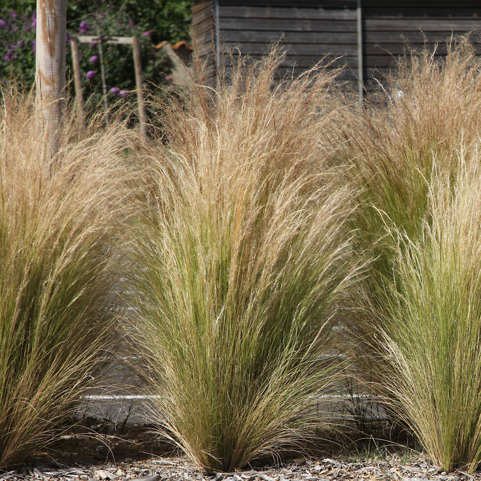 Staudenkollektion für moderne Außenbereiche (x6) - Stipa tenuissima, Muhlenbergia capillaris, Lavandula angustifolia - Gartenpflanzen