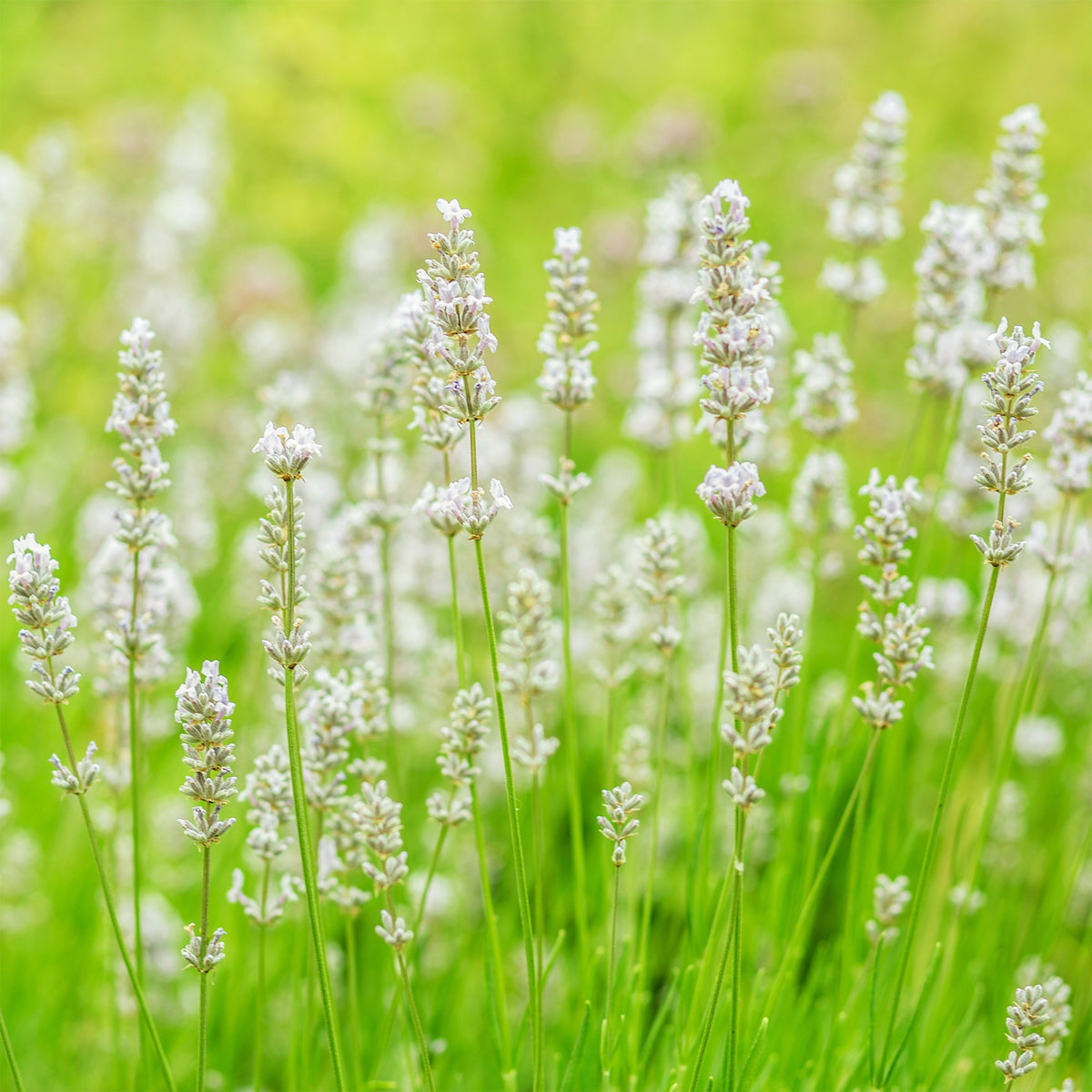 Lavandula angustifolia alba - Weißer Lavendel (x2) - Lavendel