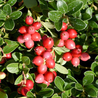 Heidelbeeren - Großfrüchtige Moosbeere - Vaccinium macrocarpon