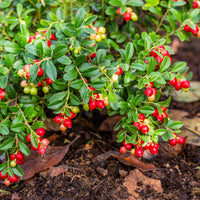 Großfrüchtige Moosbeere - Vaccinium macrocarpon - Bakker
