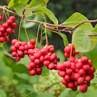 Obsthecken - Vitamin Obstbaum Mischung - Vaccinium corymbosum, lycium barbarum, vaccinum macrocarpon, schisandra chinensis