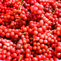 Andere Obstbäume und Sträucher - Chinabeere - Schisandra chinensis