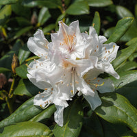 Alpenrose Cunningham's White - Bakker