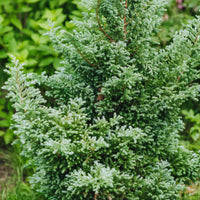 Immergrüne Nadelbaum Mischung - Chamaecyparis boulevard, ellwoodii, thuja, pinus m - Immergrüne Gartenpflanzen