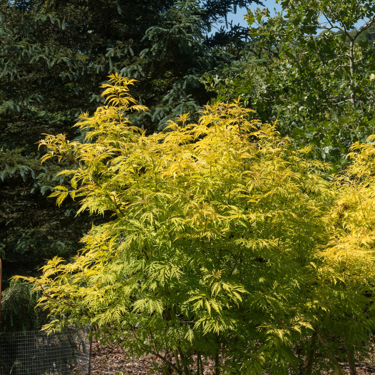 Traubenholunder - Sambucus racemosa sutherland gold - Bakker