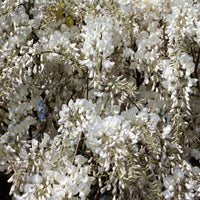 Weißer Blauregen Alba auf Stamm - Wisteria sinensis alba