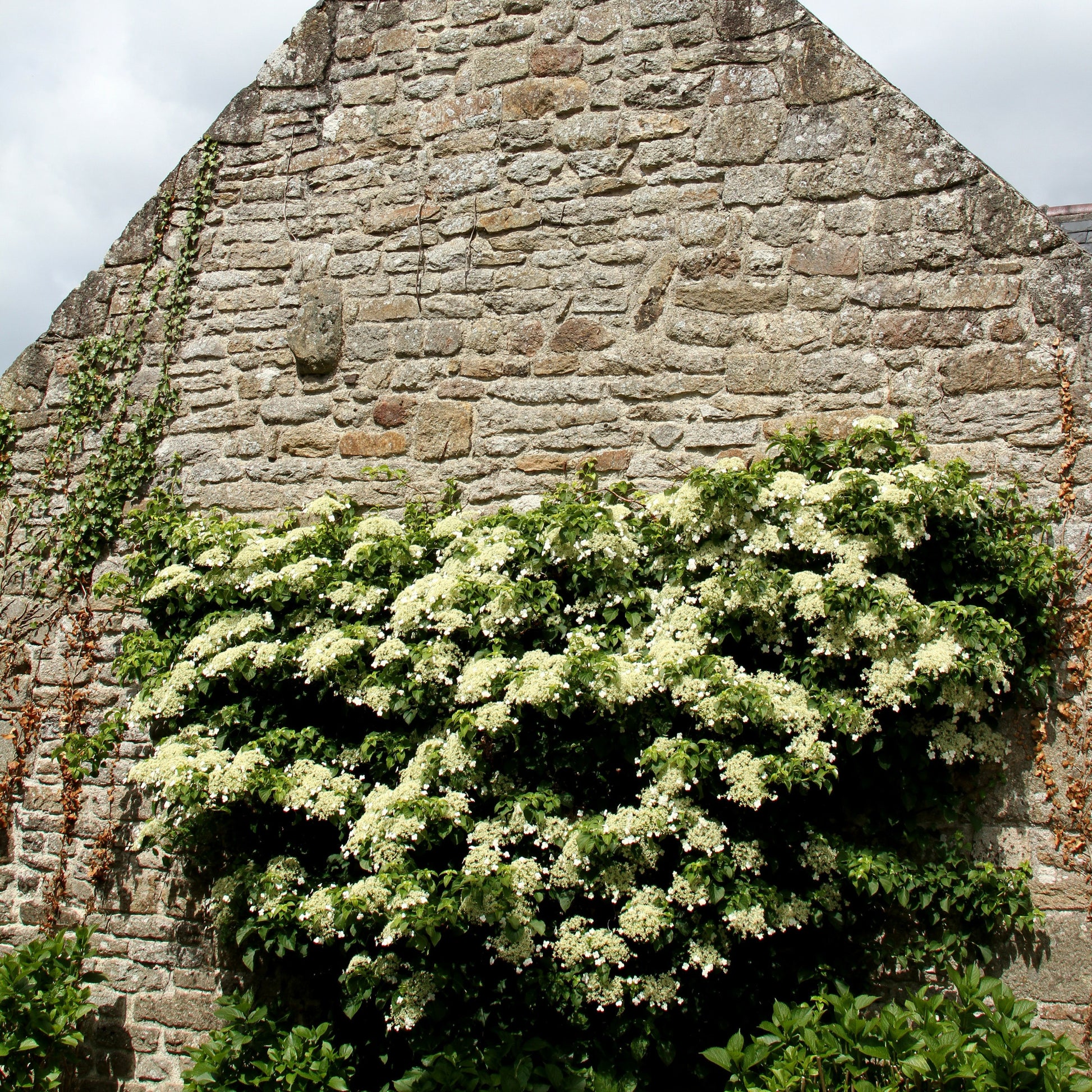 Kletterhortensie - Hydrangea anomala petiolaris