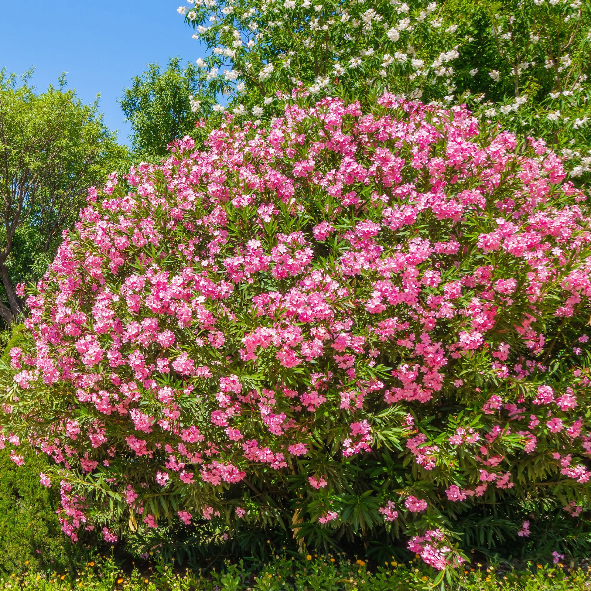 Rosenlorbeer - Nerium oleander