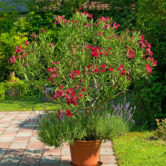 Rote Oleander - Bakker