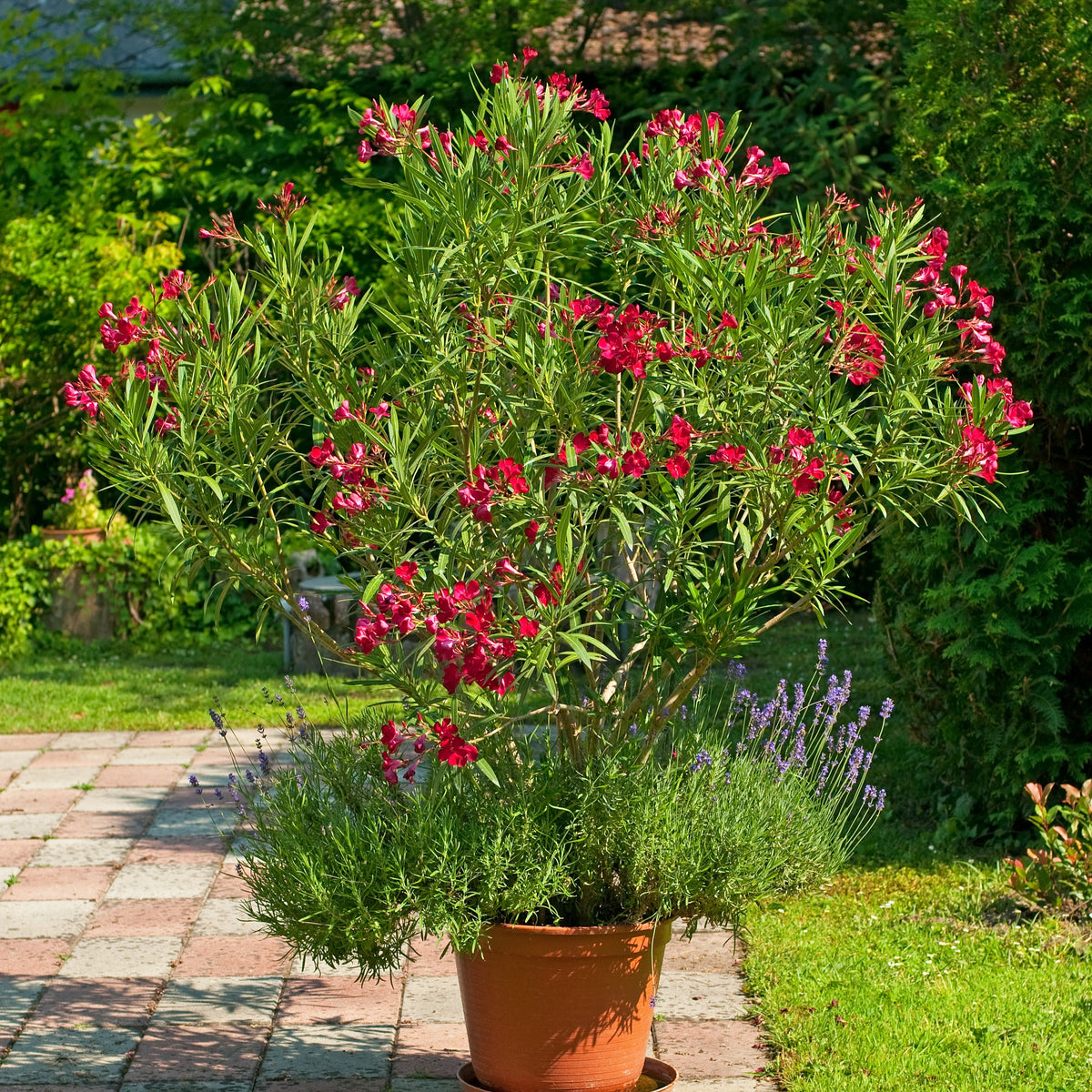 Rote Oleander - Bakker