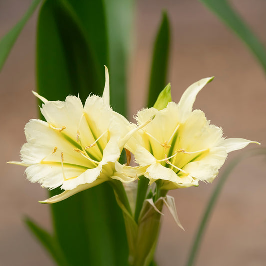 Ismene 'Sulphur Queen' (x2) - Hymenocallis festalis sulphur queen - Blumenzwiebeln