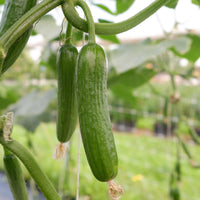 Gurke Mini Broumana F1 - Cucumis sativus mini broumana f1 - Bakker