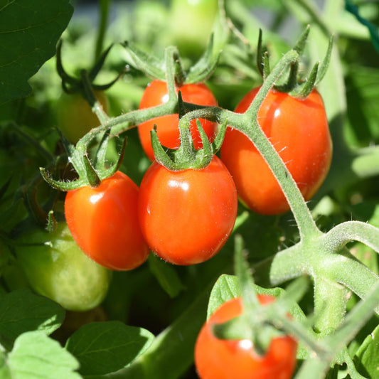 Kirschtomate Romello F1