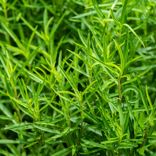 Saatgut Estragon - Bakker