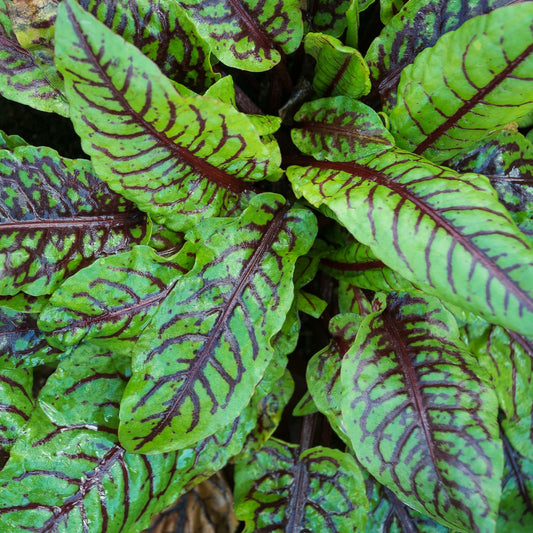 Blut-Ampfer Bloody Dock - Bakker