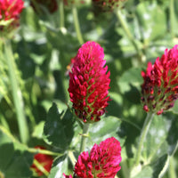 Inkarnat-Klee Bio - Trifolium incarnatum - Bakker