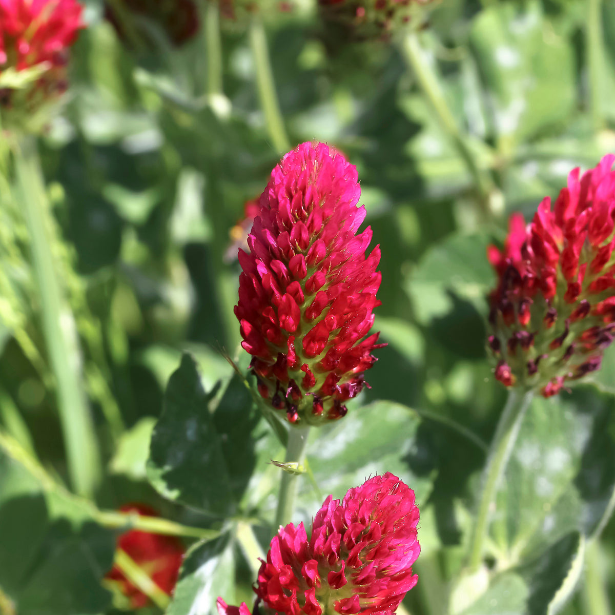 Inkarnat-Klee Bio - Trifolium incarnatum - Bakker