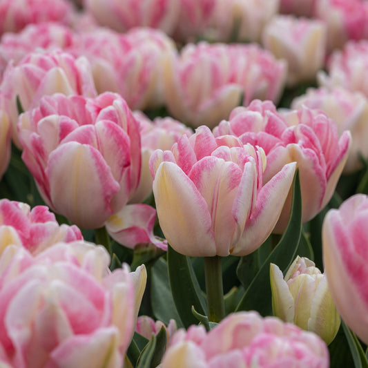 Tulpen 'Foxtrot' (x10) - Tulipa foxtrot