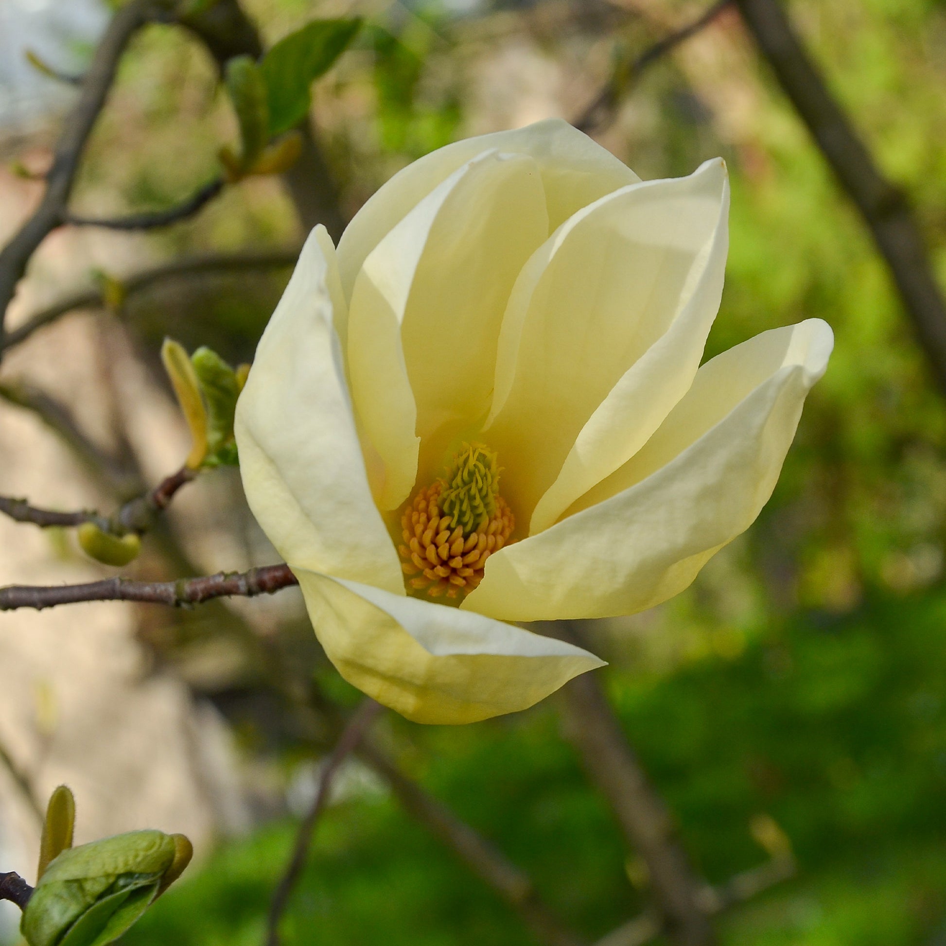 Magnolie Yellow Lantern - Magnolia yellow lantern - Gartenpflanzen