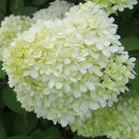Hydrangea paniculata limelight ® - Rispenhortensie 'Limelight' - Rispenhortensie