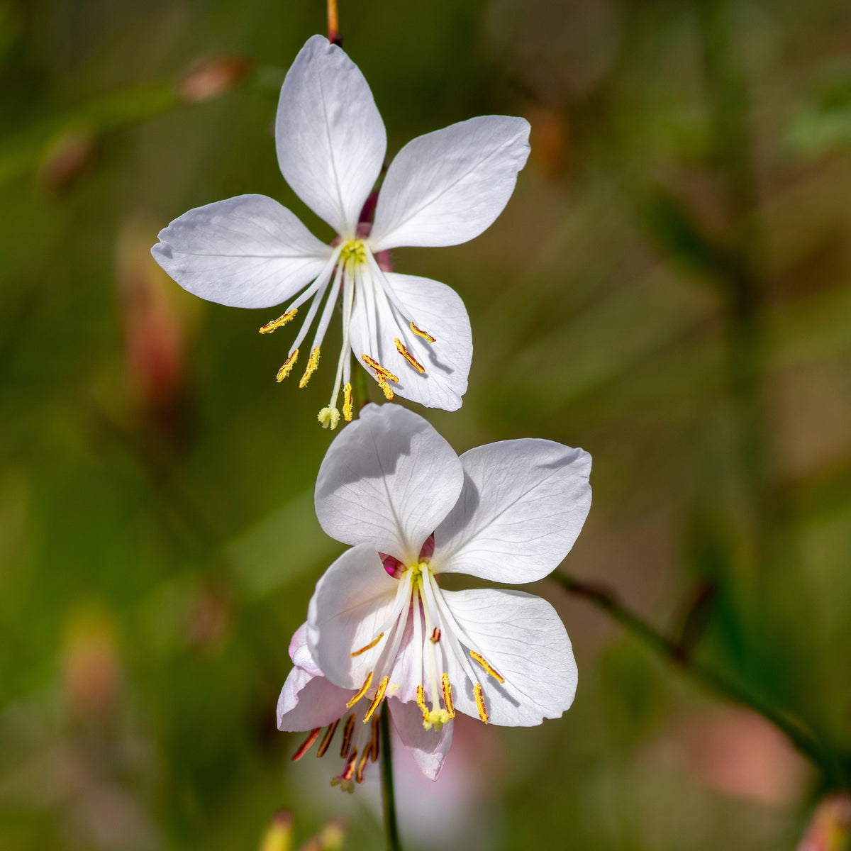 Verkauf Stauden-Kollektion mit weißen Blüten (x9)