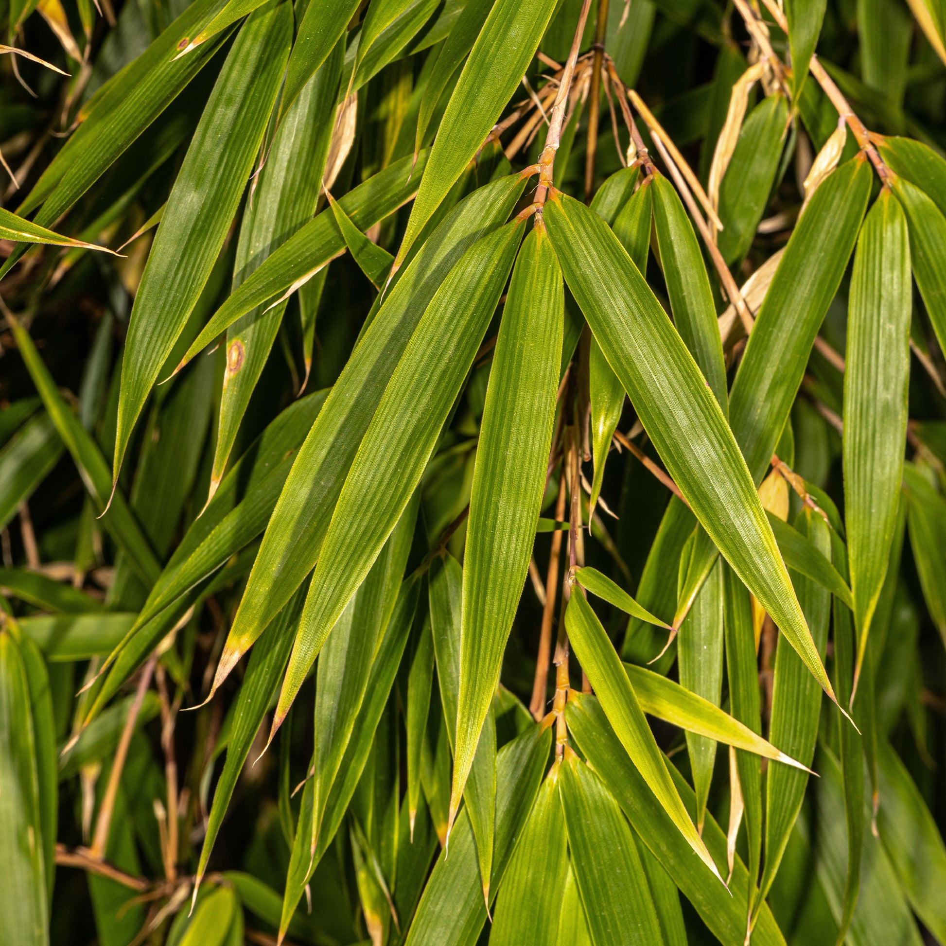 Zebrabambus - Fargesia robusta campbell - Gartenpflanzen