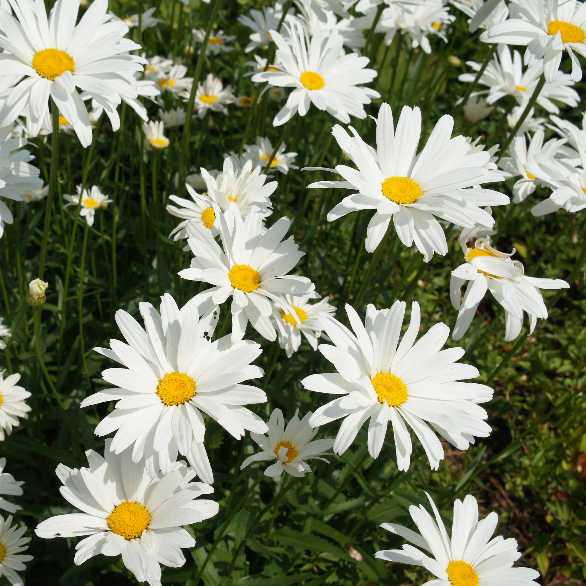 Sommermargerite - Bakker