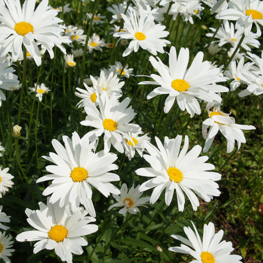 Sommermargerite - Bakker