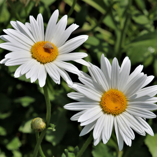 Leucanthemum Silberprinzesschen