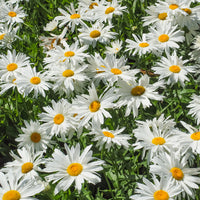 Sommermargerite - Bakker