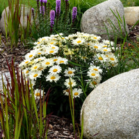 Leucanthemum maximum Alaska - Sommermargerite - Stauden