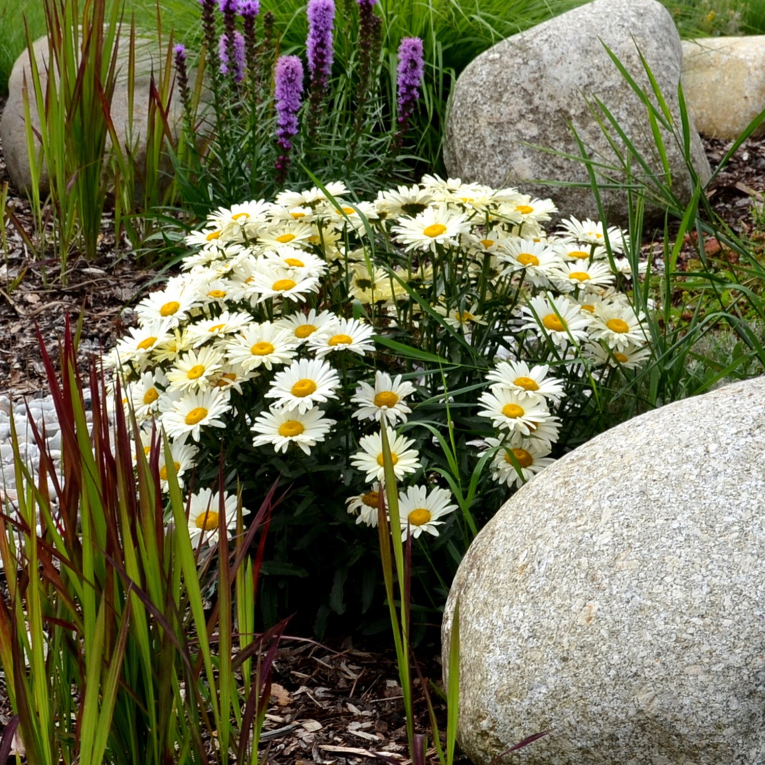 Blühende Stauden