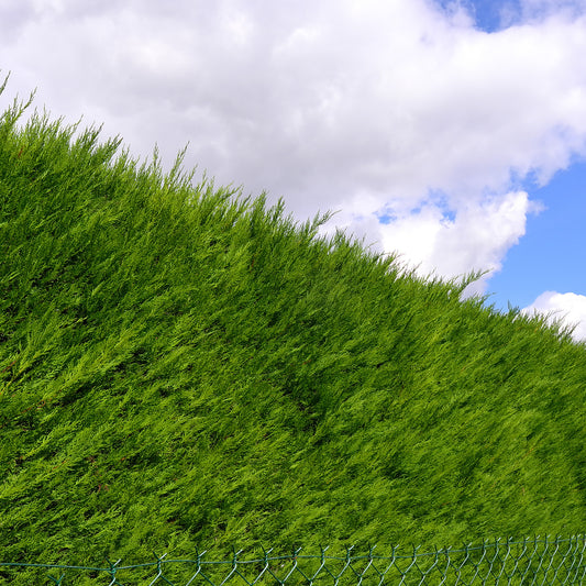 Riesen-Lebensbaum Atrovirens - Thuja plicata atrovirens - Gartenpflanzen