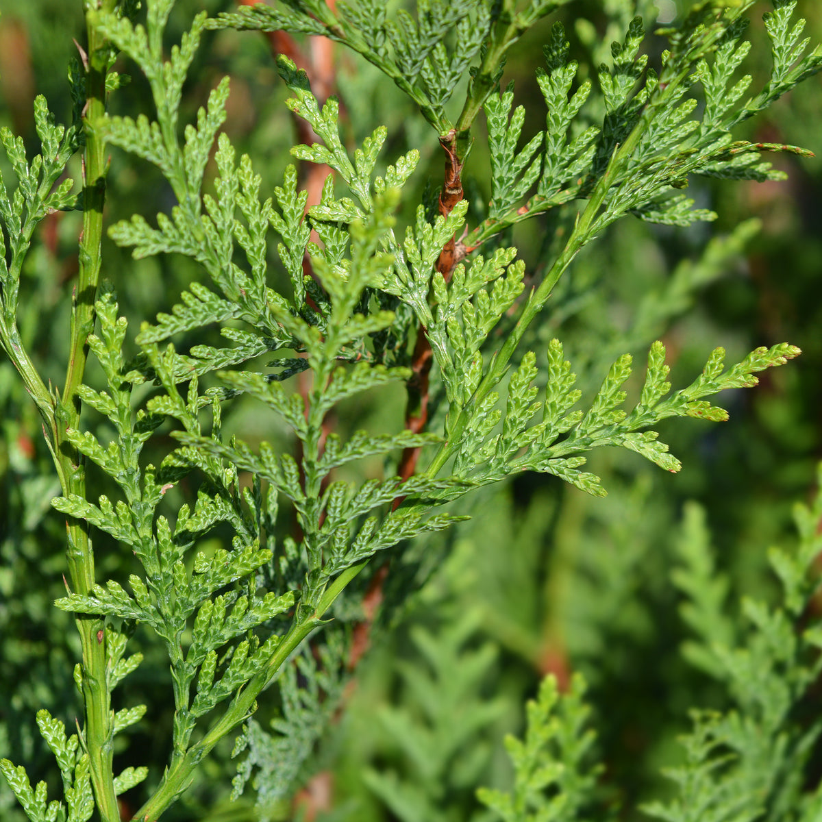 Verkauf Riesen-Lebensbaum Atrovirens - Thuja plicata atrovirens