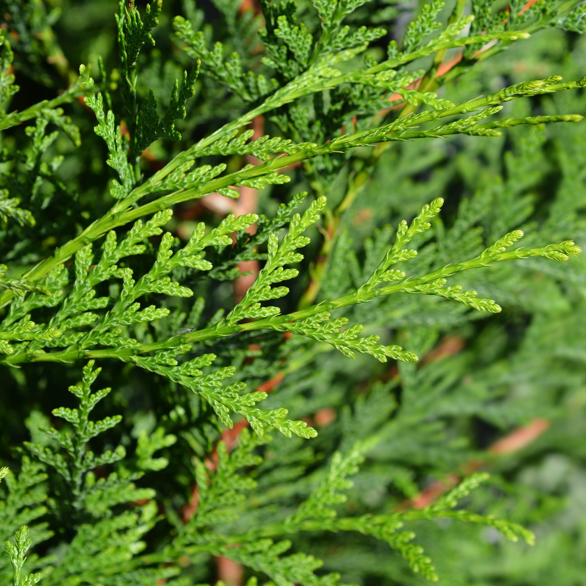 Riesen-Lebensbaum Atrovirens - Thuja plicata atrovirens - Gartenpflanzen