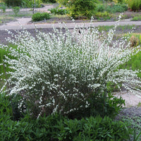 Weißer Ginster - Cytisus praecox albus - Bakker