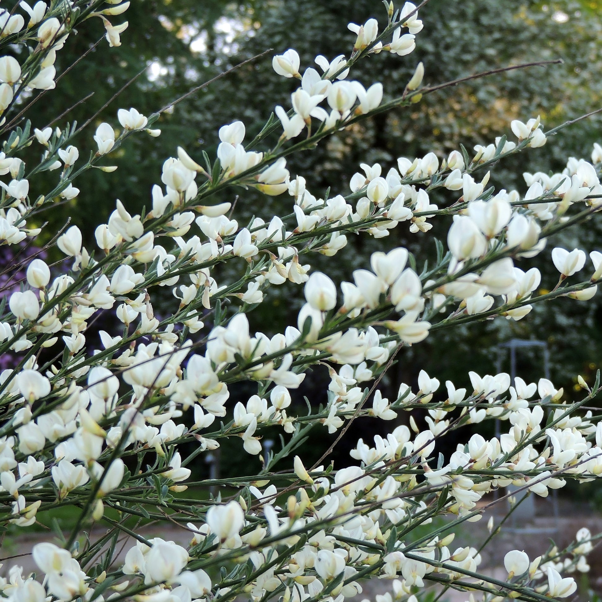 Weißer Ginster - Cytisus praecox albus - Gartenpflanzen