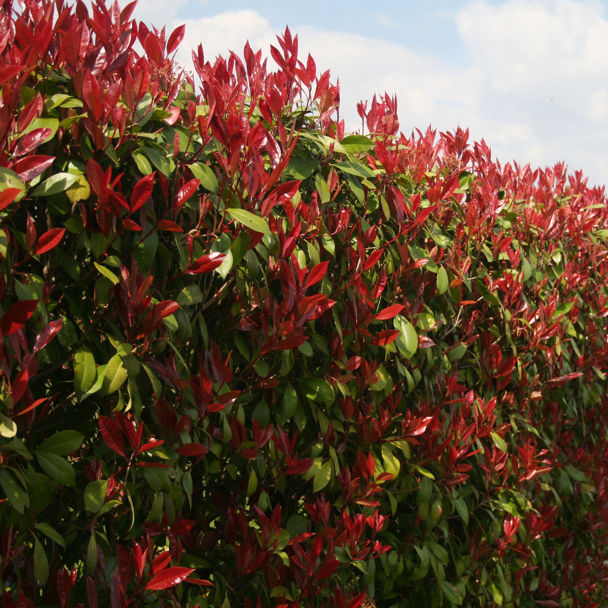 Immergrüne Hecke - Eleagnus pungens Maculata, Photinia fraseri Red Robin, Prunus laurocerasus Etna, Viburnum tinus - Pflanzenarten