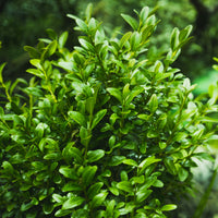 Buchsbaum - Buxus sempervirens