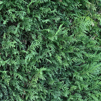 Leyland-Zypresse - Cupressus leylandii - Hecken