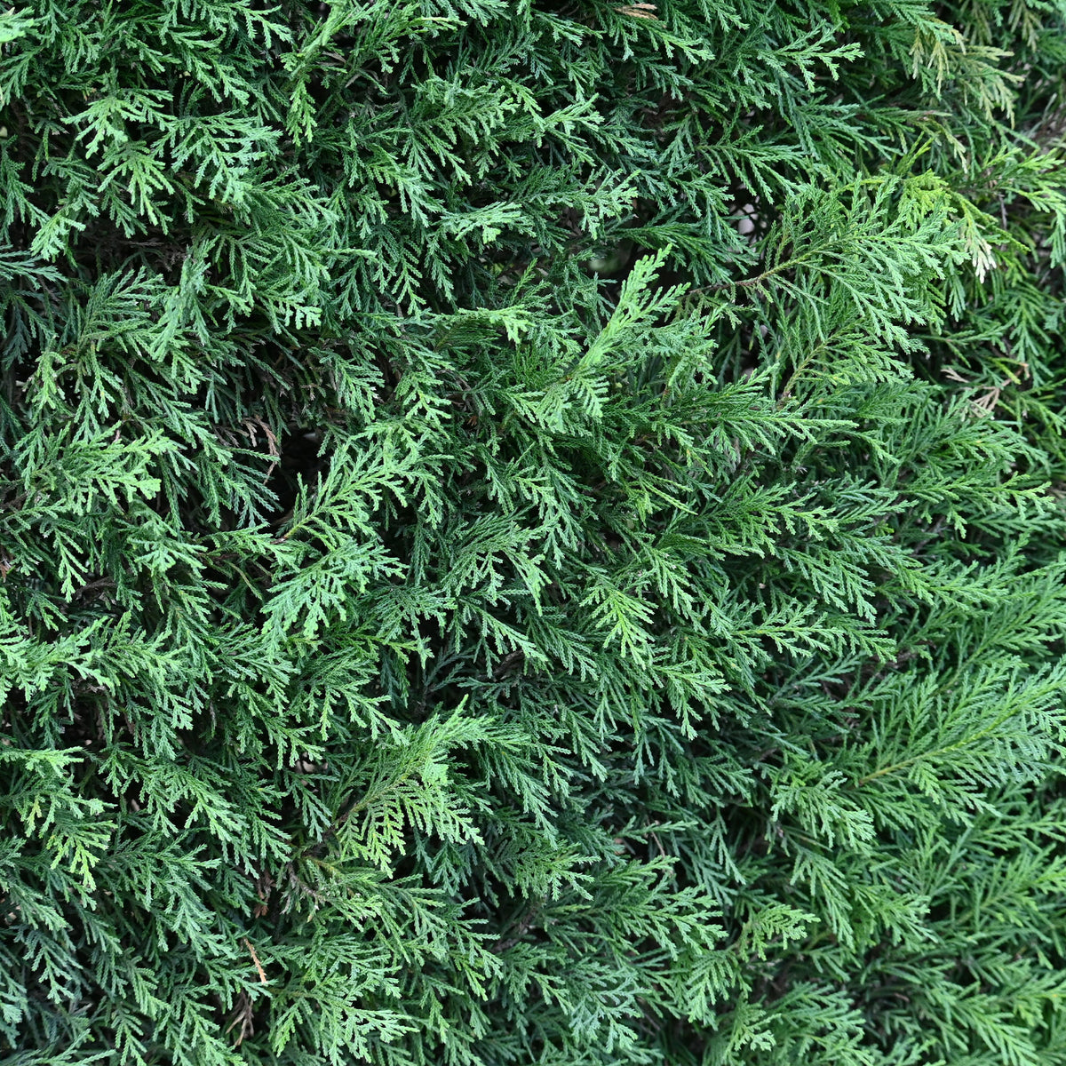 Leyland-Zypresse - Cupressus leylandii - Bakker