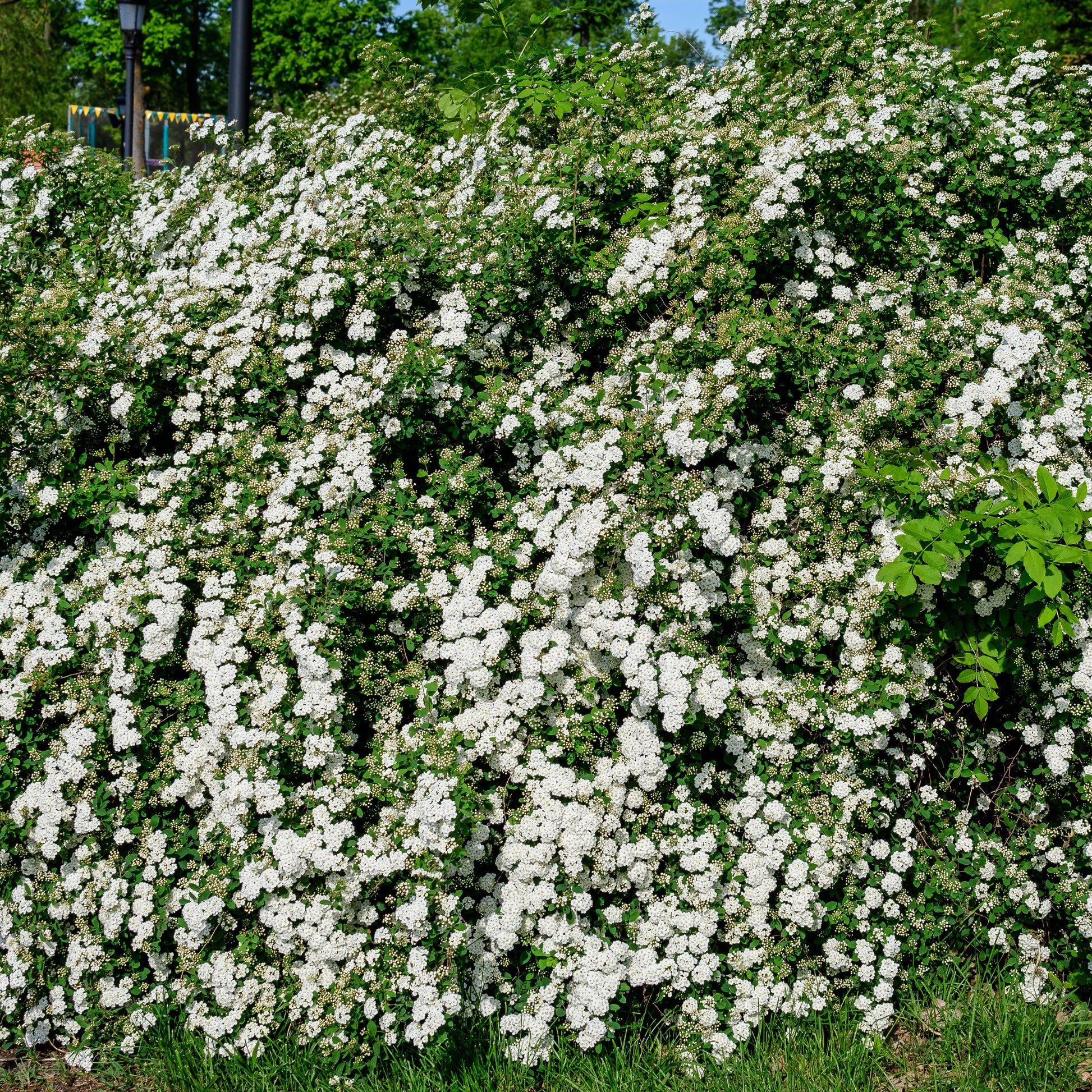 Verkauf Spiraea - Weisse Spierstrauch