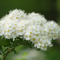 Verkauf Weisse Spierstrauch - Spiraea nipponica Snowmound