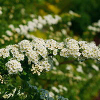 Weisse Spierstrauch - Spiraea - Bakker