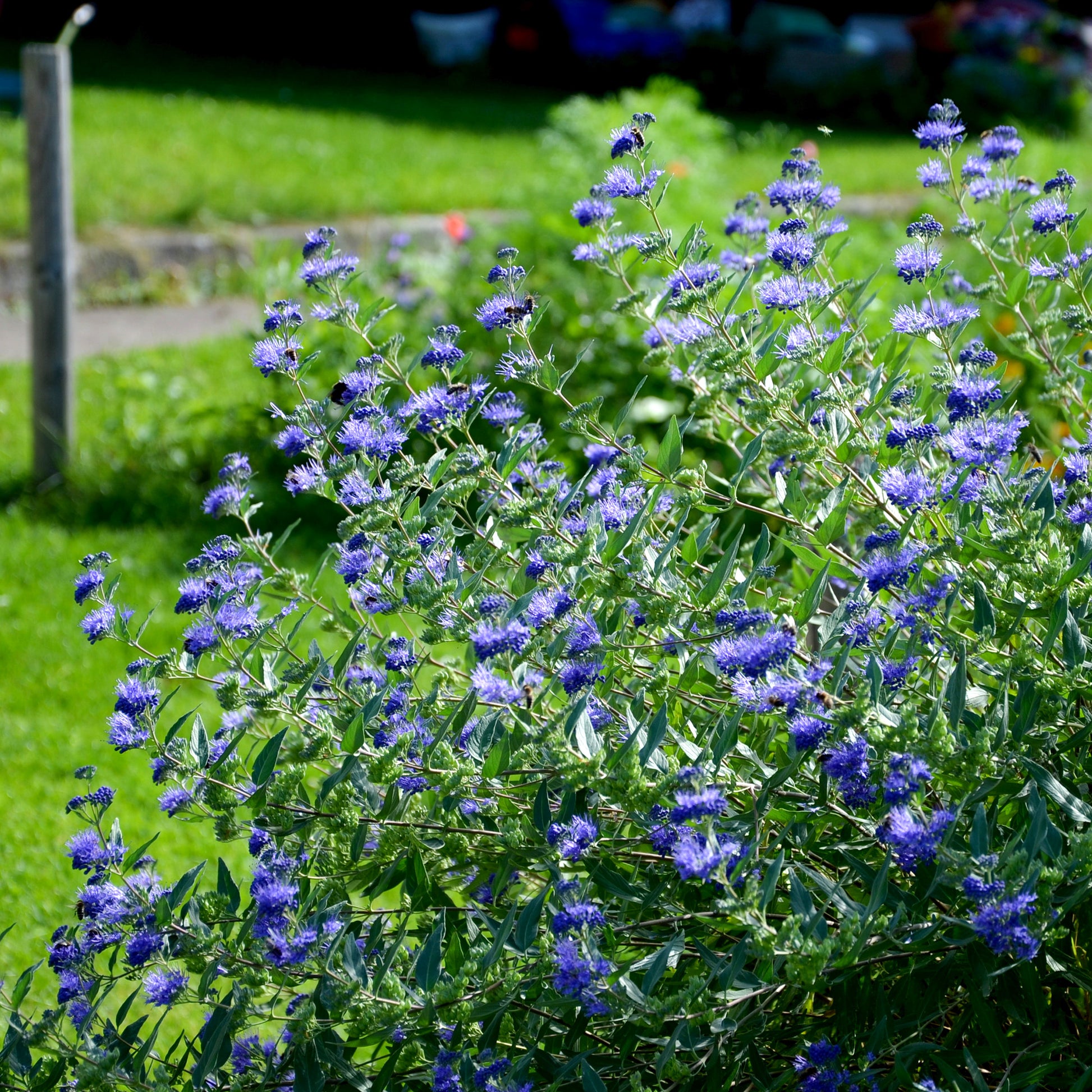 Bartblume 'Heavenly Blue' - Caryopteris clandonensis heavenly blue - Gartenpflanzen